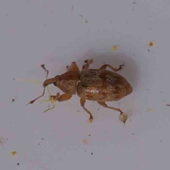 Unidentified Weevil (Curculionoidea) at Bruce Ridge to Gossan Hill - 21 Sep 2023 by ConBoekel