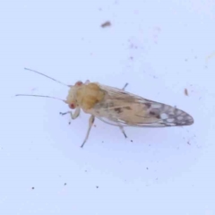 Acizzia sp. (genus) (Unidentified wattle psyllid) at Bruce, ACT - 21 Sep 2023 by ConBoekel