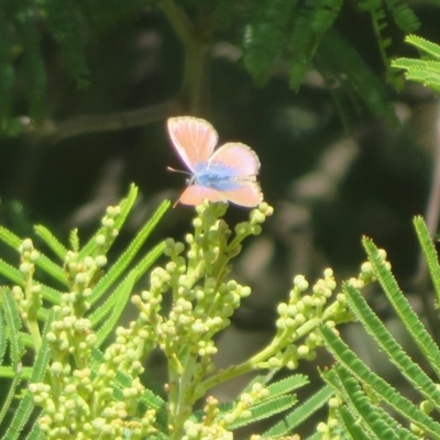 Nacaduba biocellata (Two-spotted Line-Blue) at Belconnen, ACT - 27 Sep 2023 by Christine