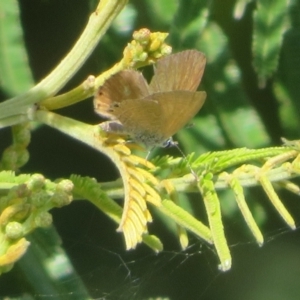 Nacaduba biocellata at Belconnen, ACT - 27 Sep 2023