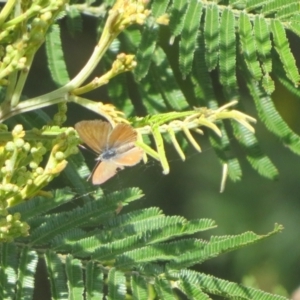 Nacaduba biocellata at Belconnen, ACT - 27 Sep 2023