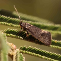 Leistomorpha brontoscopa (A concealer moth) at Bruce, ACT - 22 Sep 2023 by ConBoekel