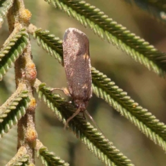 Leistomorpha brontoscopa at Bruce, ACT - 22 Sep 2023 11:02 AM