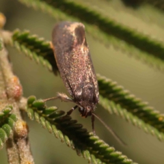 Leistomorpha brontoscopa at Bruce, ACT - 22 Sep 2023