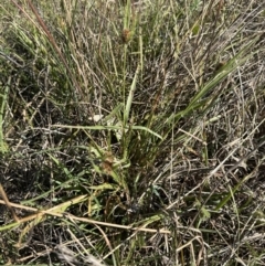 Luzula ovata (Pyramid Woodrush) at Belconnen, ACT - 30 Sep 2023 by lbradley