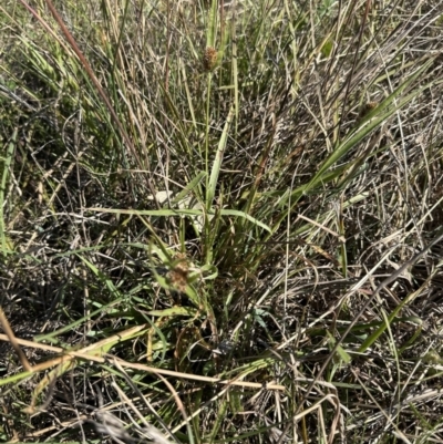 Luzula ovata (Pyramid Woodrush) at Belconnen, ACT - 30 Sep 2023 by lbradley