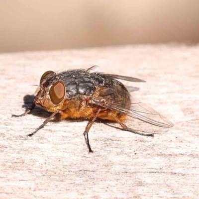 Calliphora stygia (Brown blowfly or Brown bomber) at Bruce Ridge to Gossan Hill - 22 Sep 2023 by ConBoekel