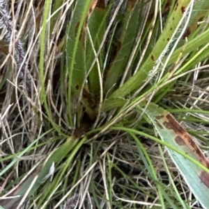 Luzula meridionalis at Belconnen, ACT - 30 Sep 2023