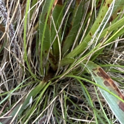 Luzula meridionalis (Common Woodrush) at Cook, ACT - 30 Sep 2023 by lbradley
