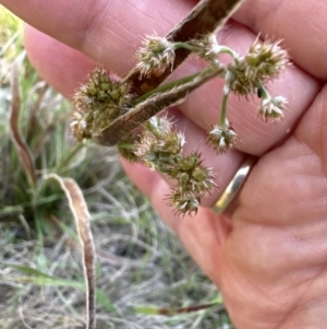 Luzula meridionalis at Belconnen, ACT - 30 Sep 2023