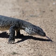 Varanus rosenbergi (Heath or Rosenberg's Monitor) at Namadgi National Park - 29 Sep 2023 by davidcunninghamwildlife