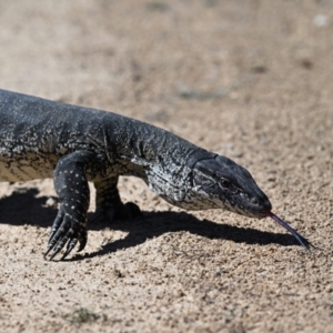 Varanus rosenbergi at Rendezvous Creek, ACT - suppressed