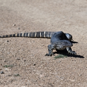 Varanus rosenbergi at Rendezvous Creek, ACT - 29 Sep 2023