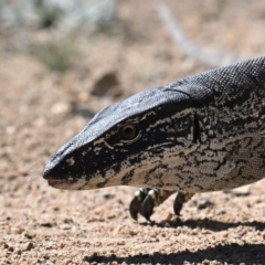 Varanus rosenbergi at Rendezvous Creek, ACT - 29 Sep 2023