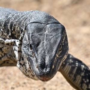 Varanus rosenbergi at Rendezvous Creek, ACT - suppressed