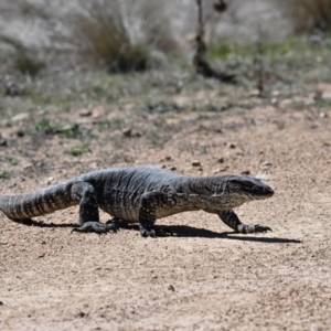 Varanus rosenbergi at Rendezvous Creek, ACT - 29 Sep 2023