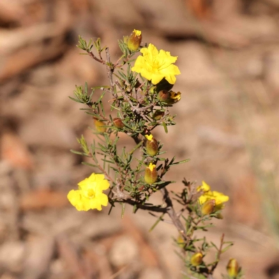 Hibbertia calycina (Lesser Guinea-flower) at Bruce Ridge - 22 Sep 2023 by ConBoekel