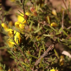 Hibbertia calycina at Bruce, ACT - 22 Sep 2023 10:51 AM