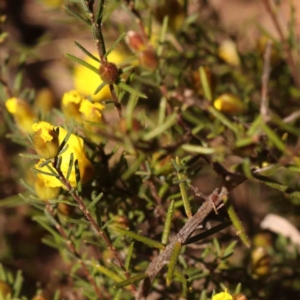 Hibbertia calycina at Bruce, ACT - 22 Sep 2023 10:51 AM