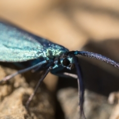 Pollanisus viridipulverulenta (Satin-green Forester) at Coree, ACT - 30 Sep 2023 by patrickcox