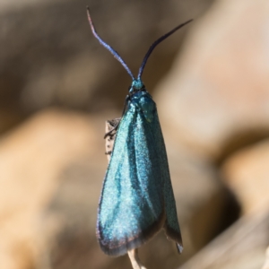 Pollanisus viridipulverulenta at Coree, ACT - 30 Sep 2023