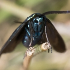 Pollanisus viridipulverulenta at Coree, ACT - 30 Sep 2023