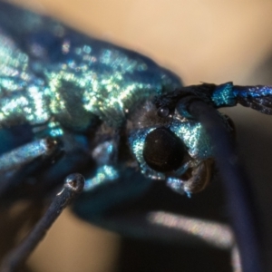 Pollanisus viridipulverulenta at Coree, ACT - 30 Sep 2023