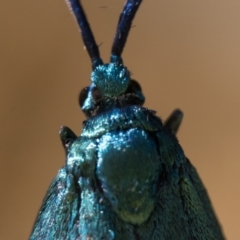 Pollanisus viridipulverulenta at Coree, ACT - 30 Sep 2023