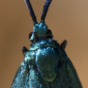 Pollanisus viridipulverulenta at Coree, ACT - 30 Sep 2023 10:00 AM