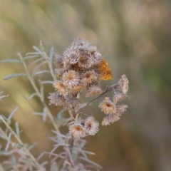 Chrysocephalum semipapposum (Clustered Everlasting) at Bruce, ACT - 22 Sep 2023 by ConBoekel