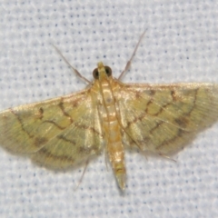 Unidentified Pyralid or Snout Moth (Pyralidae & Crambidae) at Good Night, QLD - 1 May 2009 by PJH123