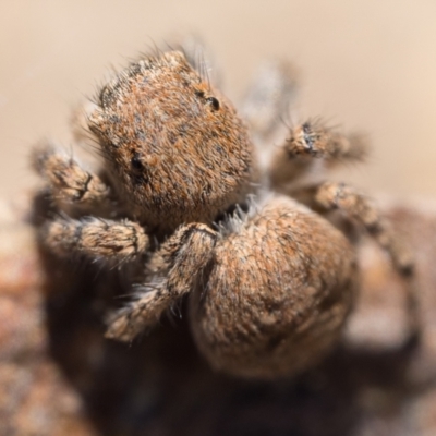 Euophryinae sp. (Rockhopper) undescribed (Euophryinae sp. (Rockhopper) undescribed) at Coree, ACT - 30 Sep 2023 by patrickcox