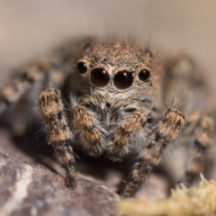 Euophryinae sp. (Rockhopper) undescribed at Coree, ACT - 30 Sep 2023