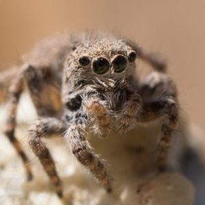 Euophryinae sp. (Rockhopper) undescribed at Coree, ACT - 30 Sep 2023 10:00 AM