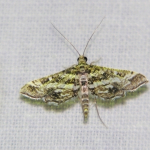 Diasemiopsis ramburialis at Good Night, QLD - suppressed