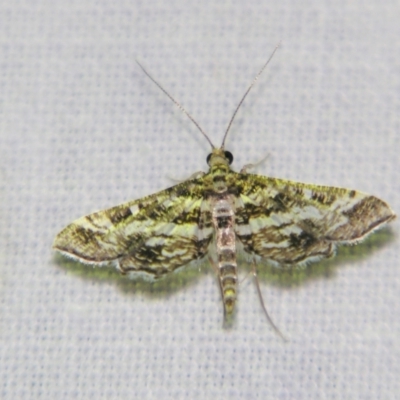 Unidentified Pyralid or Snout Moth (Pyralidae & Crambidae) at Good Night, QLD - 1 May 2009 by PJH123