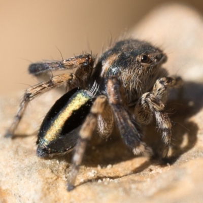 Maratus chrysomelas (Variable Peacock Spider) at Sherwood Forest - 30 Sep 2023 by patrickcox