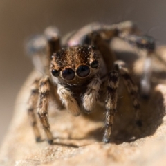 Maratus chrysomelas at Coree, ACT - 30 Sep 2023 10:00 AM