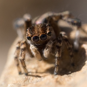 Maratus chrysomelas at Coree, ACT - 30 Sep 2023 10:00 AM