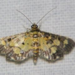 Unidentified Pyralid or Snout Moth (Pyralidae & Crambidae) at Good Night, QLD - 2 May 2009 by PJH123