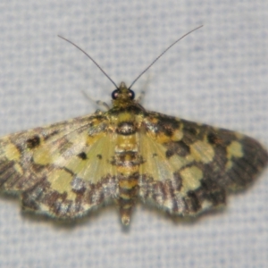 Eurrhyparodes bracteolalis at Good Night, QLD - suppressed