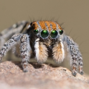 Maratus plumosus at Coree, ACT - 30 Sep 2023