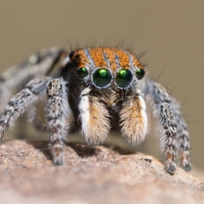 Maratus plumosus (Plumed Peacock Spider) at Sherwood Forest - 30 Sep 2023 by patrickcox
