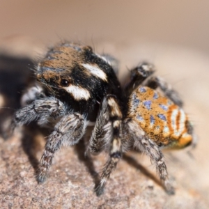 Maratus plumosus at Coree, ACT - 30 Sep 2023 10:30 AM