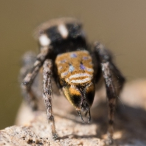 Maratus plumosus at Coree, ACT - 30 Sep 2023