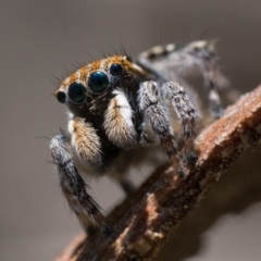 Maratus plumosus at Coree, ACT - 30 Sep 2023