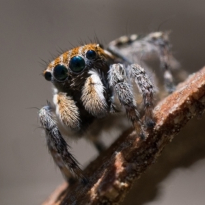 Maratus plumosus at Coree, ACT - 30 Sep 2023 10:30 AM