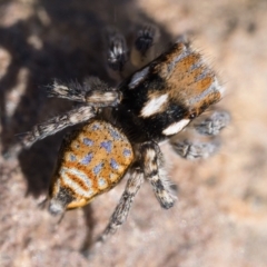 Maratus plumosus at Coree, ACT - 30 Sep 2023