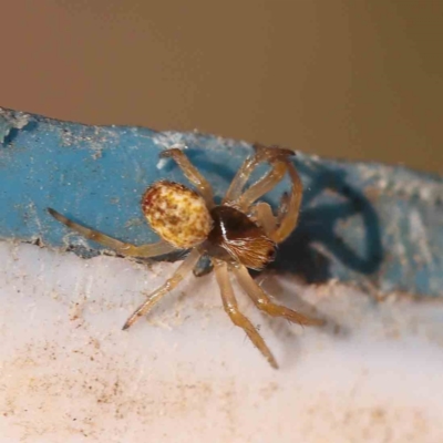 Araneidae (family) at Bruce Ridge to Gossan Hill - 22 Sep 2023 by ConBoekel