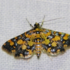 Eurrhyparodes tricoloralis (Spilomelinae) at Good Night, QLD by PJH123